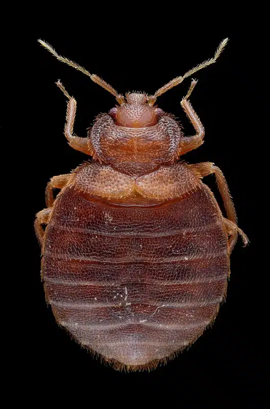 Close-up of a bed bug
