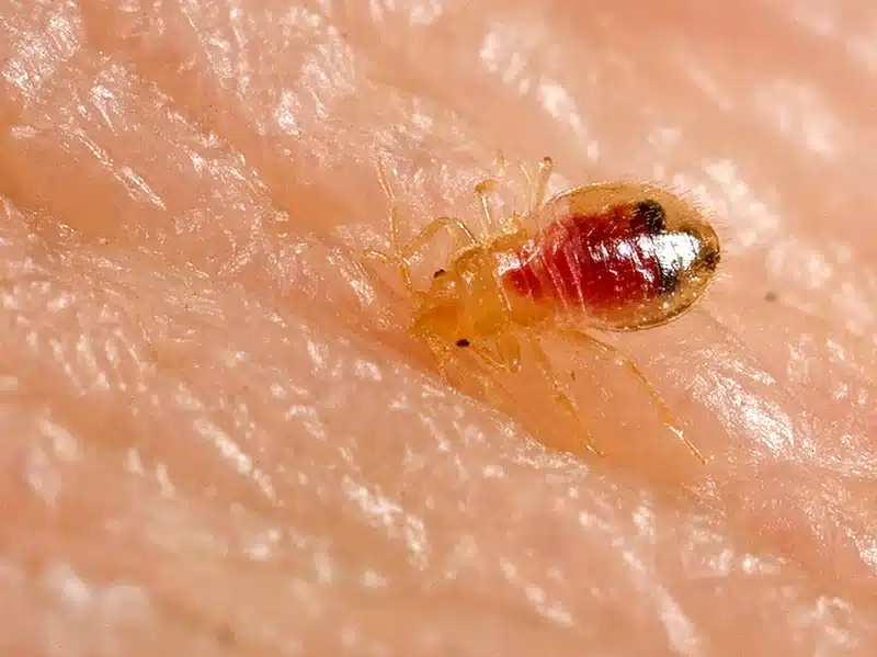 Close-up of a bed bug