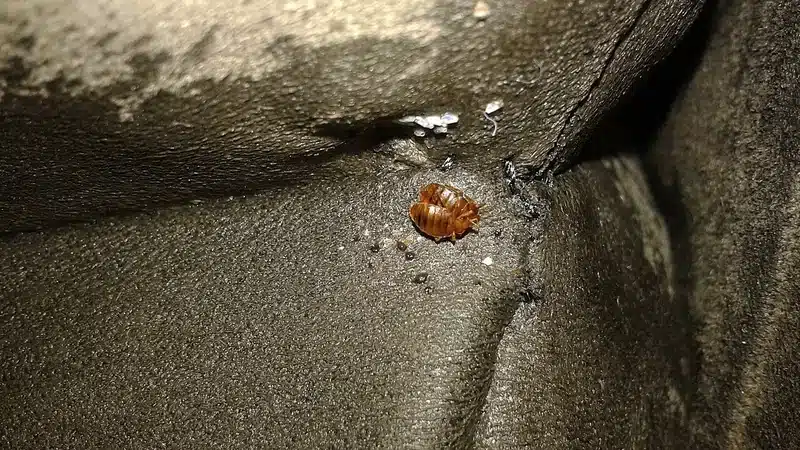 Bed bug on a fabric surface