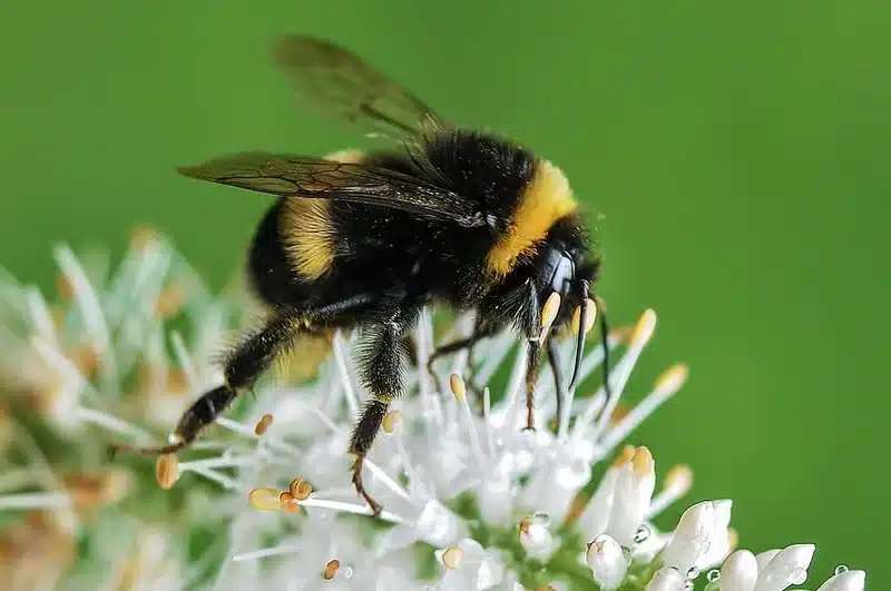 Bee feeding on white flowers