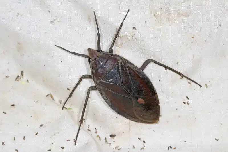 Large brown bug on white fabric