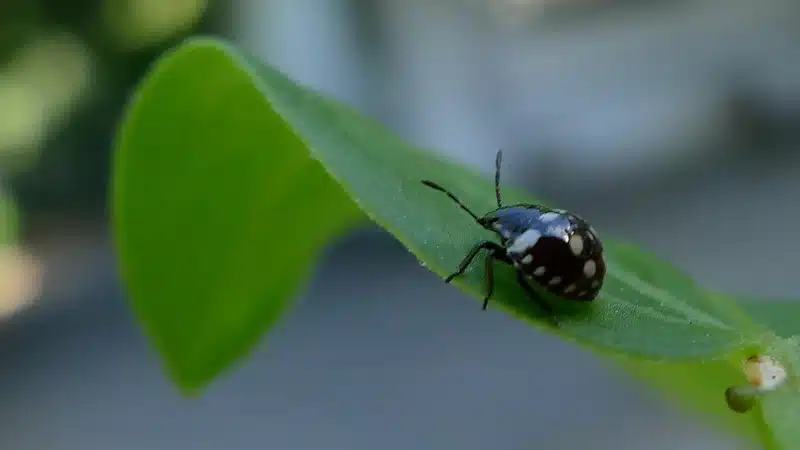 Black and white beetle on a leaf