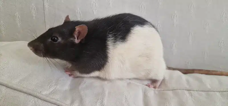 Black and white domestic rat on couch