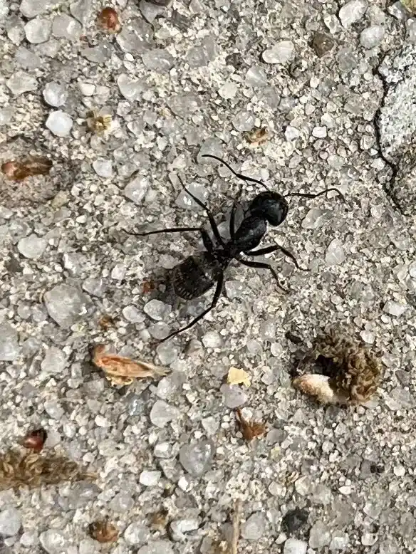 Clear close-up of a black ant on rough outdoor surface showing elbowed antennae