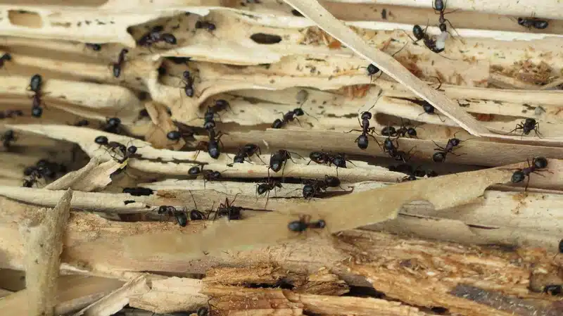 Black ants on wooden debris