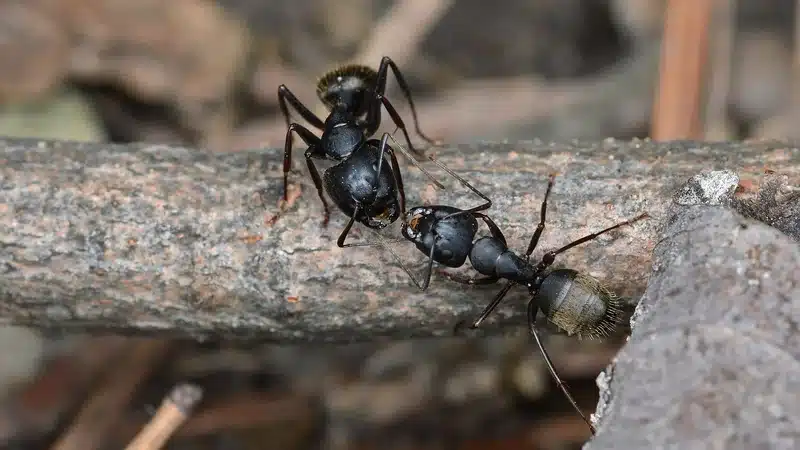 Two black ants on a wooden log