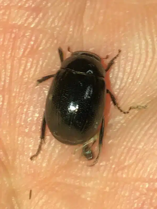 Black beetle on a person's hand