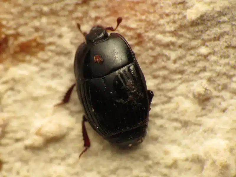 Close-up of a black beetle