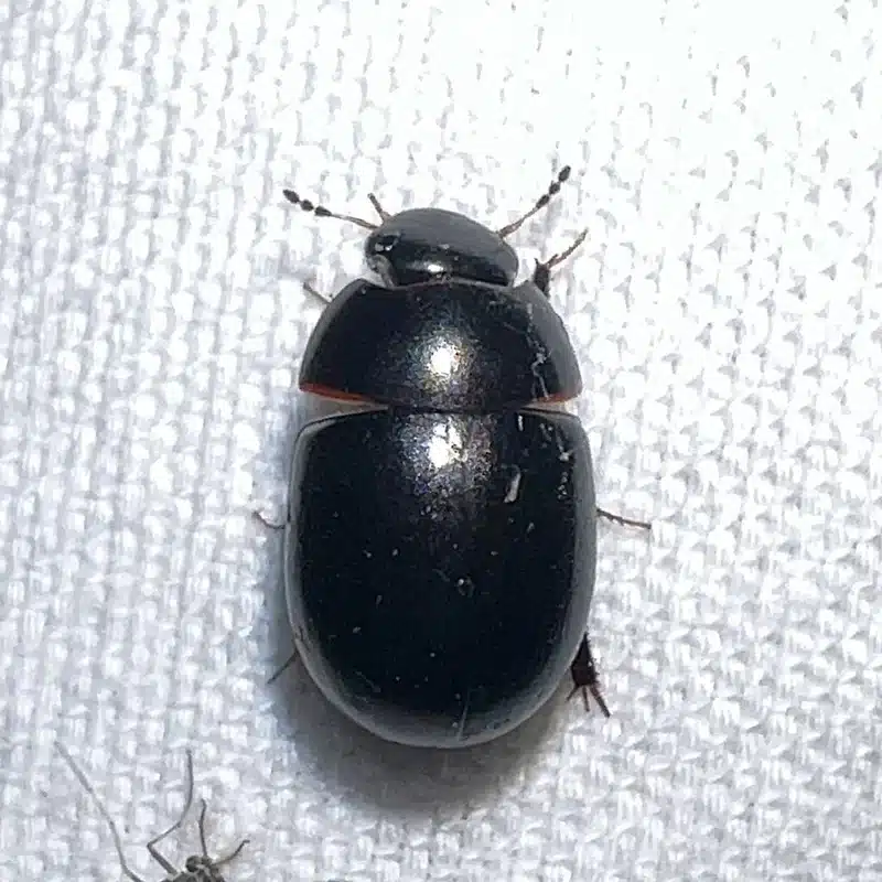 Black beetle on a white surface