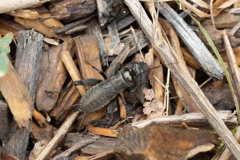 Black field cricket in natural outdoor environment