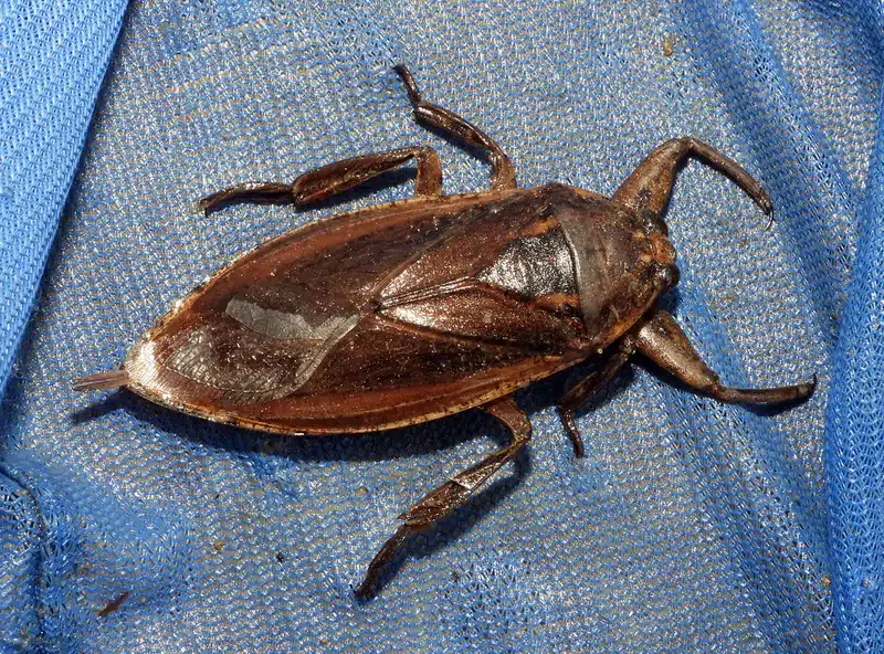 Black giant water bug on blue fabric