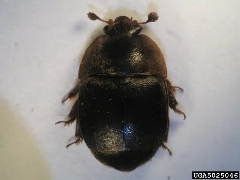 Close-up of a black larder beetle
