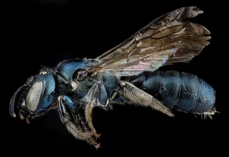 Close-up of a blue bee