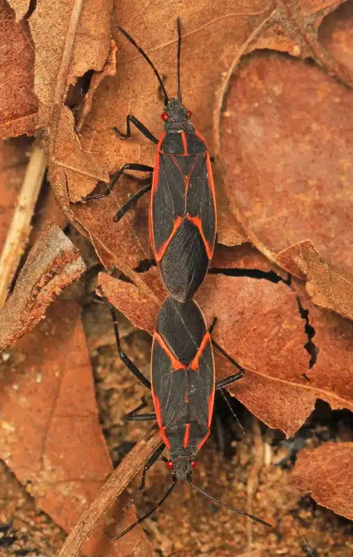Two boxelder bugs on dried leaves.
