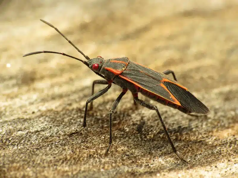 Close-up of a boxelder bug