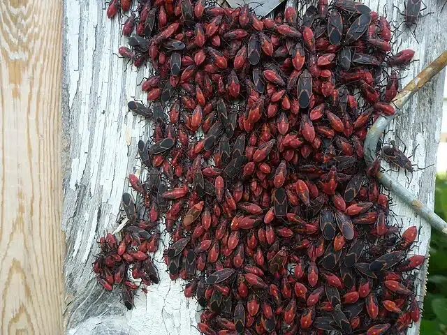 Cluster of boxelder bugs on tree bark