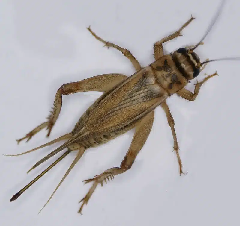 Brown cricket on a white background