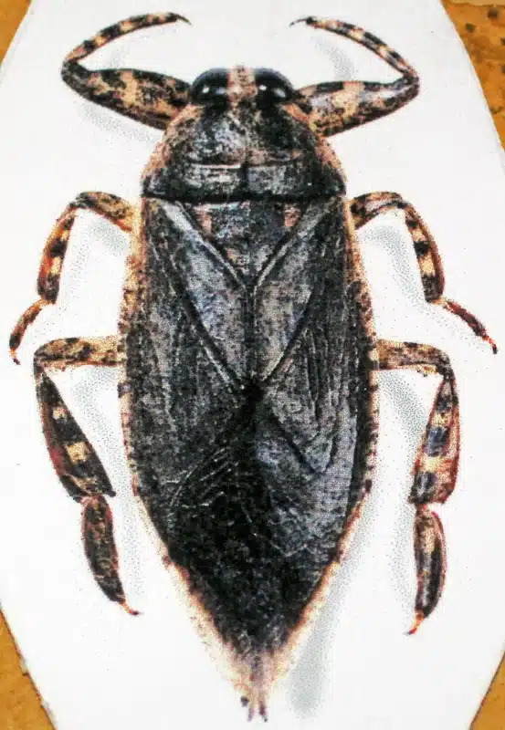 Illustration of a brown marmorated stink bug