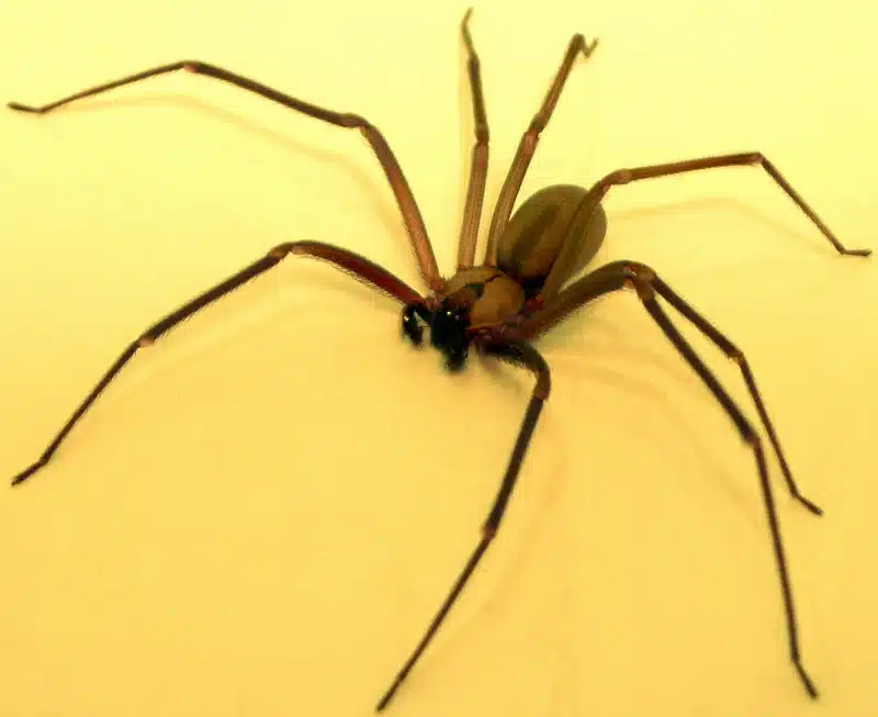 Close-up of a brown recluse spider