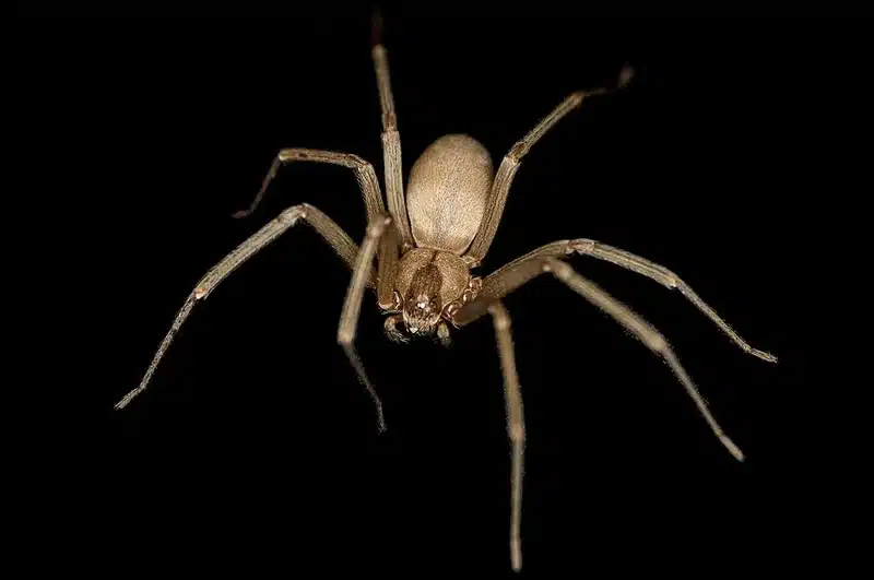 Brown recluse spider on black background