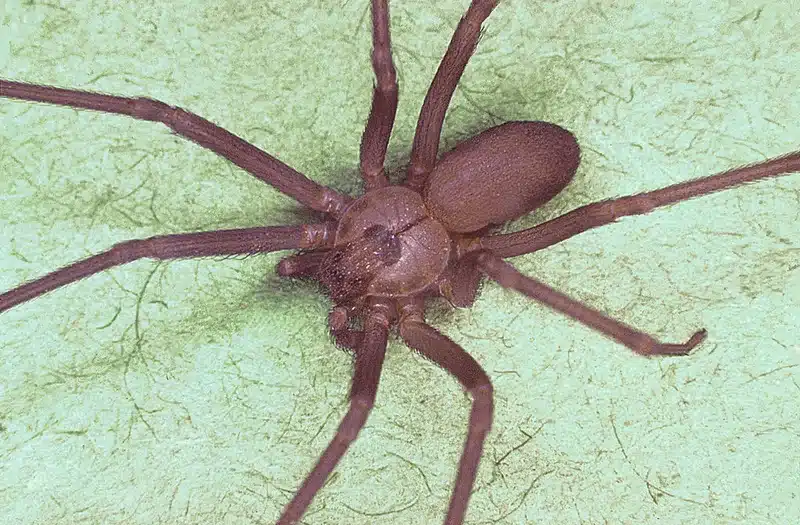 Brown recluse spider on green surface