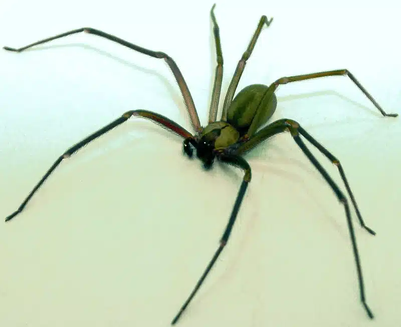 Brown recluse spider on white surface
