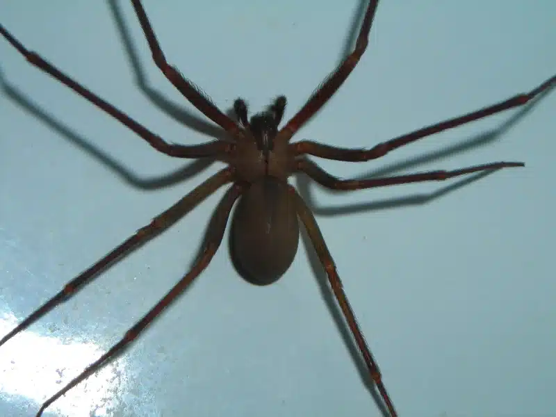 Brown recluse spider on white surface