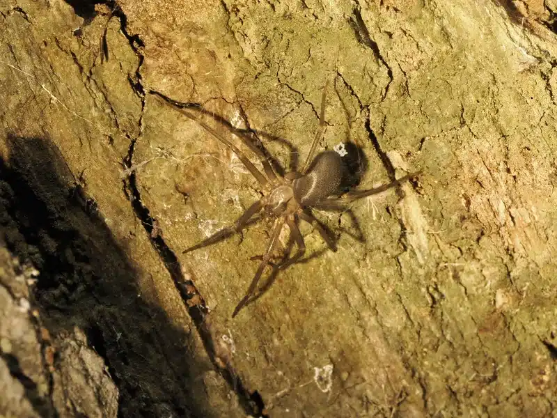 Brown recluse spider on tree bark, showing the classic violin marking on its cephalothorax. Use this if you need an image highlighting the violin marking for accurate identification.