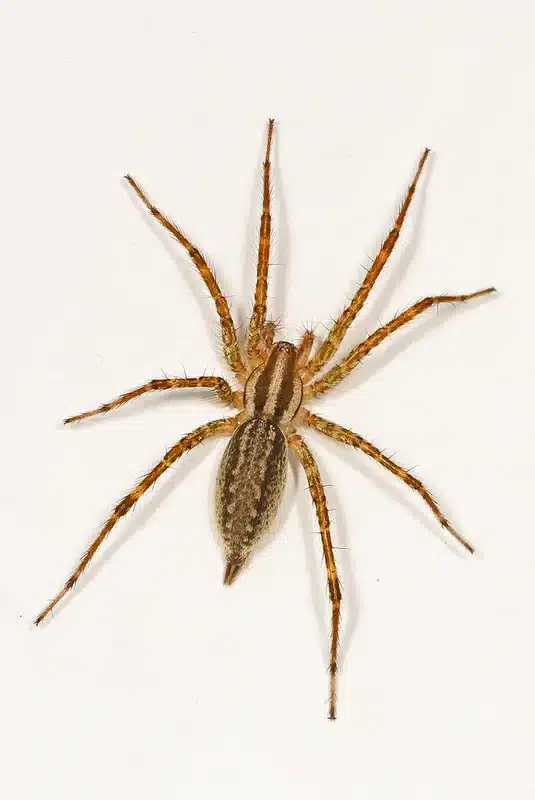 Brown spider on a white background