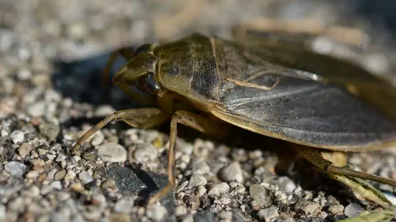 Close-up of a bug on gravel