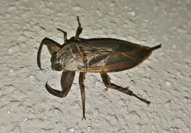 Insect on a textured surface