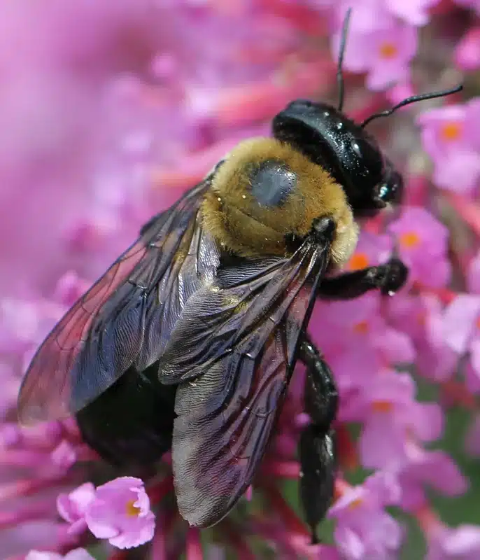 Bumblebee on a pink flower