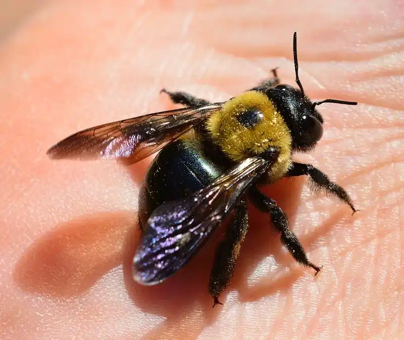 Bumblebee resting on a hand