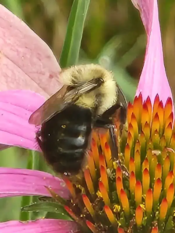 Bumblebee on pink flower showing fuzzy body