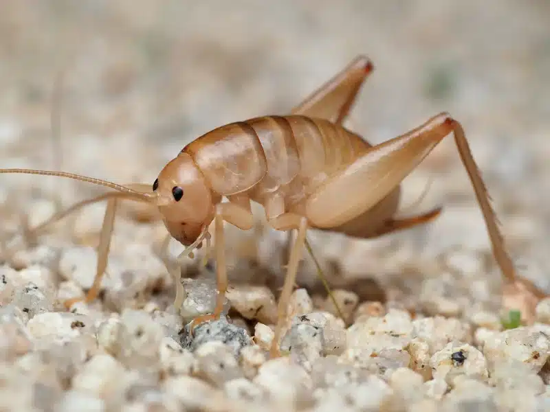 Camel cricket showing anatomical details