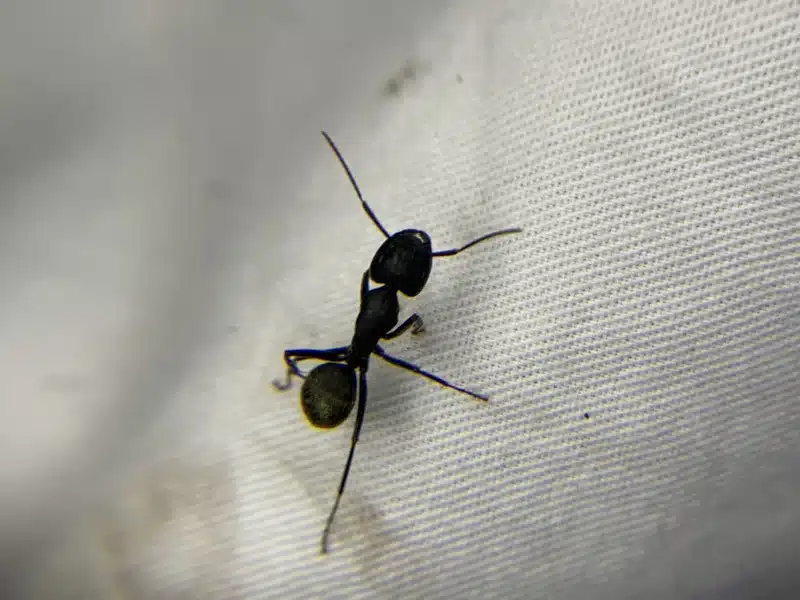 Close-up of carpenter ant showing pinched waist and elbowed antennae