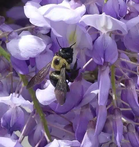 Carpenter bee closeup on purple flower showing shiny black abdomen