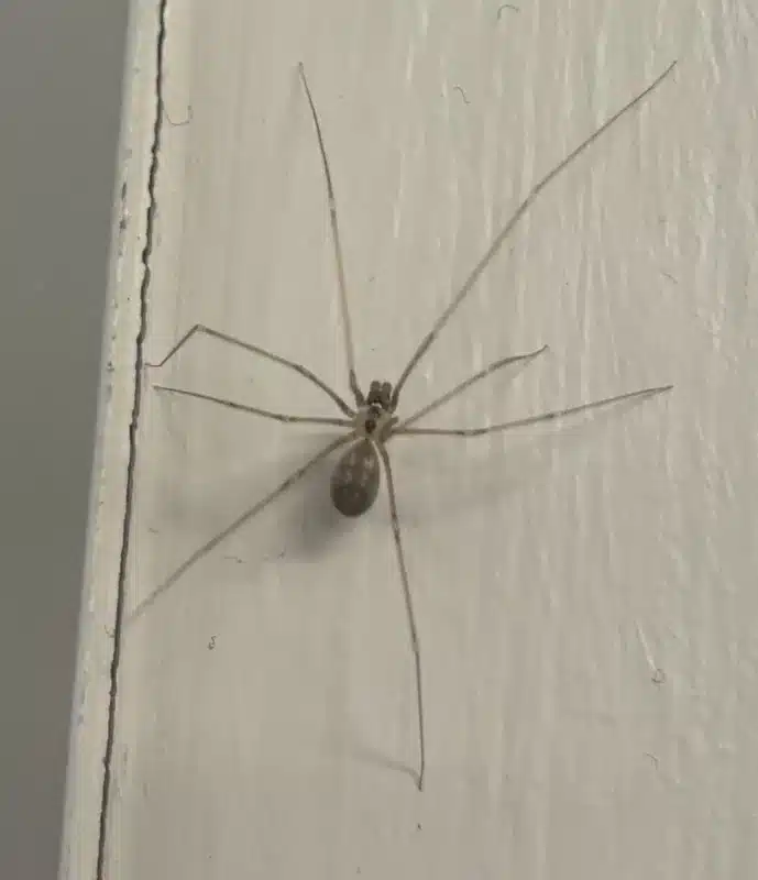 Close-up of cellar spider showing two distinct body segments