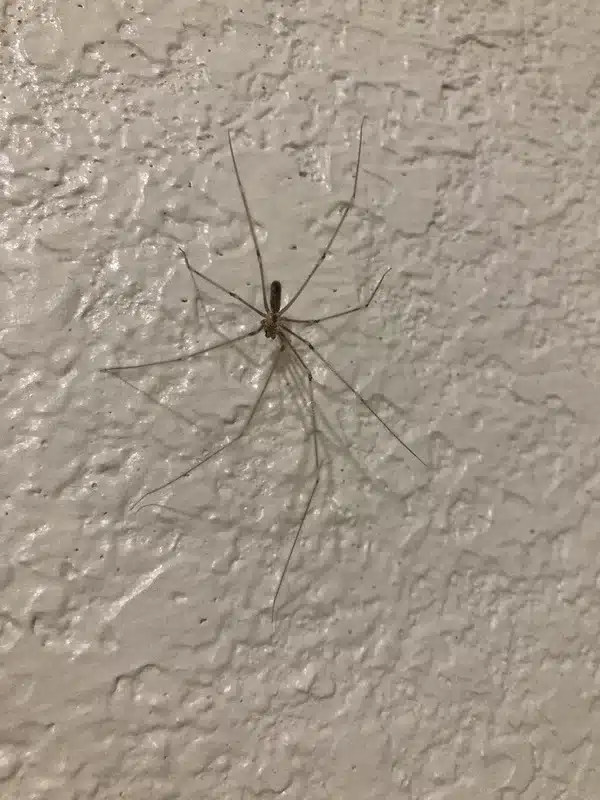 Cellar spider on indoor wall showing typical habitat