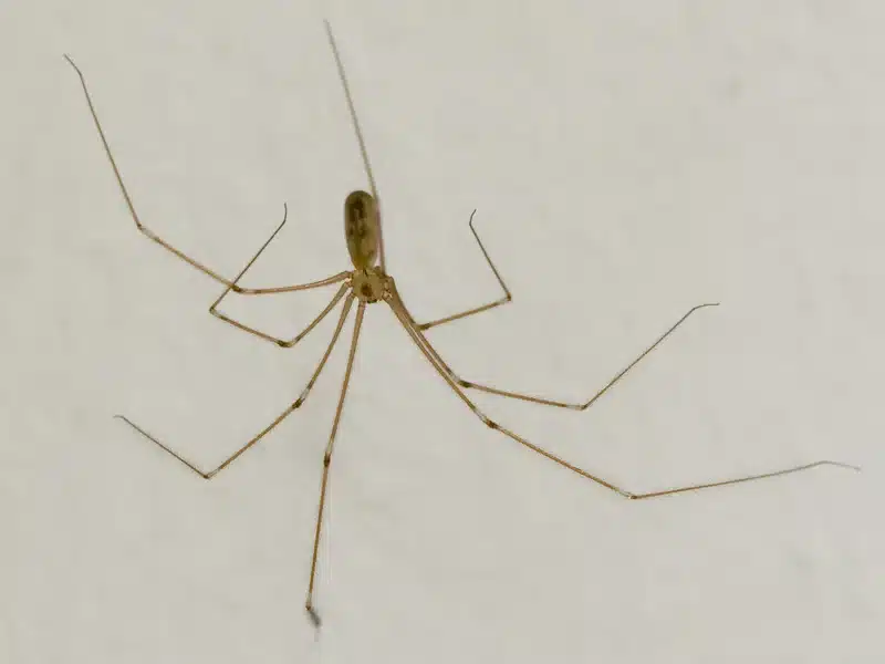 High-resolution isolated cellar spider on white background; use this if you need a clear, scientific image for identification or comparison with harvestmen (true 'daddy long legs').