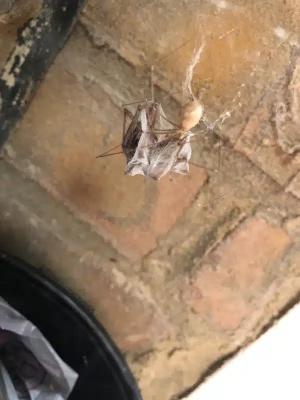 Cellar spider wrapping prey in silk webbing