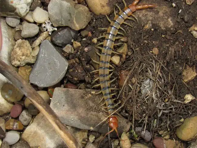 Centipede crawling on the ground