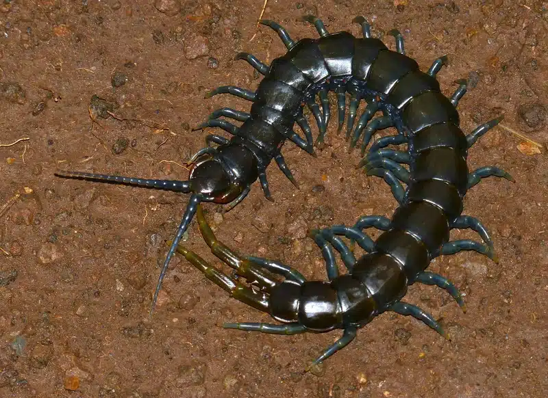 Centipede crawling on soil