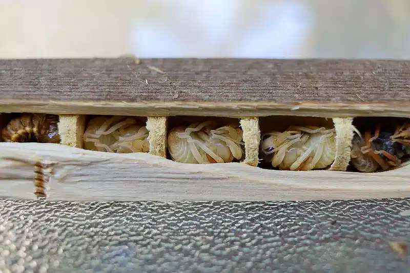 Cicada nymphs inside wooden structure