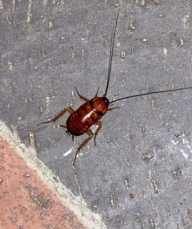 Close-up of reddish-brown American cockroach showing distinctive features