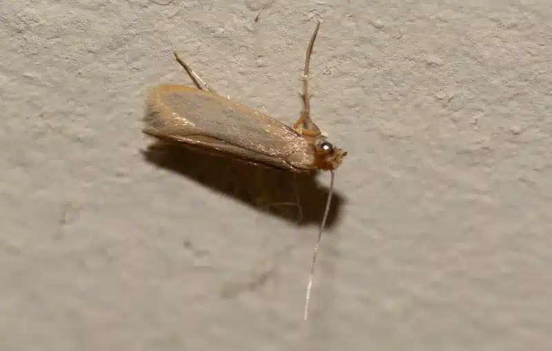 Light brown household moth resting on wall