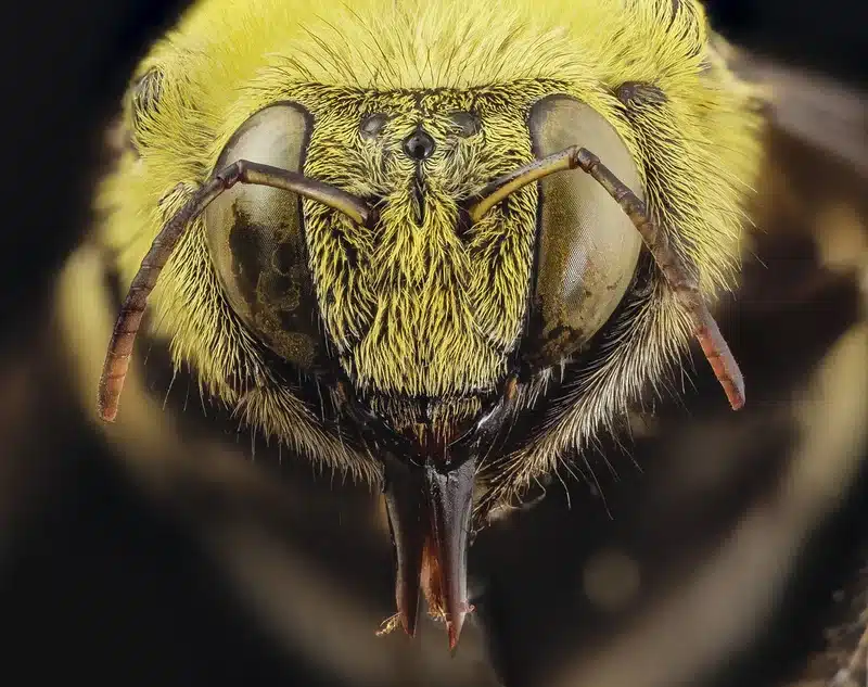 Close-up of a yellow bee head