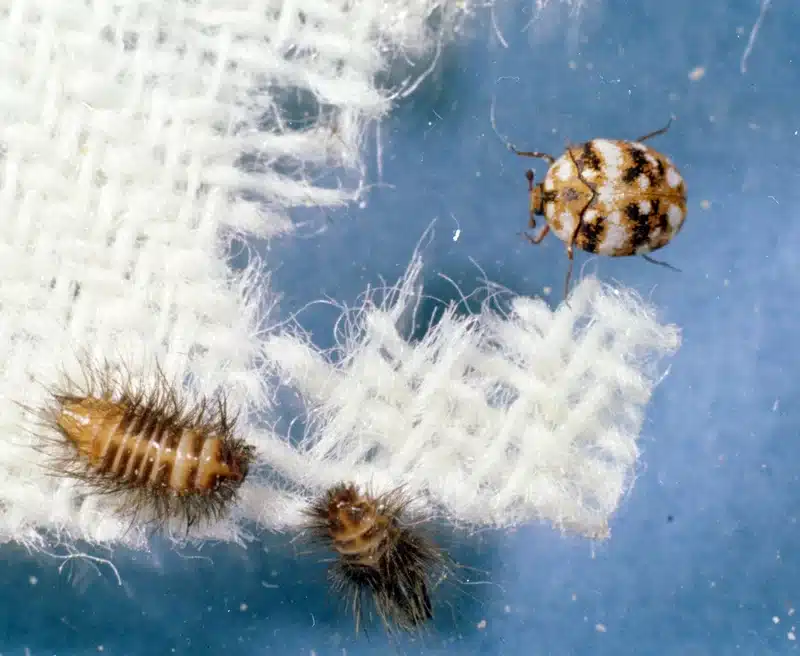 Clothes moth larvae and adult beetle on fabric