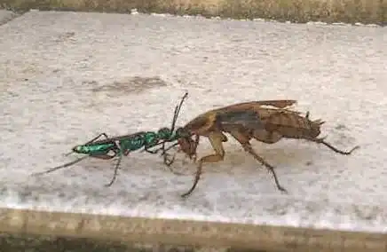 Cockroach with a parasitic wasp