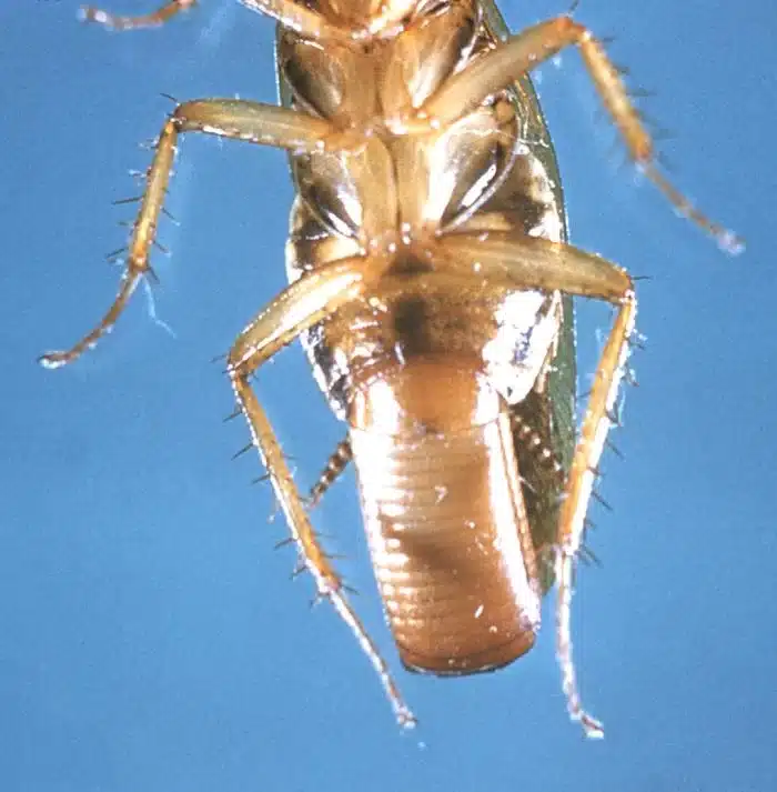 Close-up of a cockroach